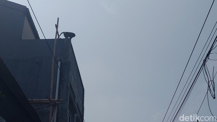 Monyet Jumbo Nangkring di Atap Rumah Bikin Resah Warga Kota Cimahi